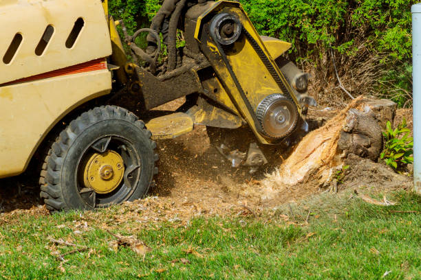 Best Seasonal Cleanup (Spring/Fall)  in USA